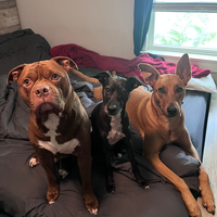 Looking for a roommate in Se Houston - Houston