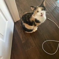 Looking for a roommate in Southern Ontario - Toronto