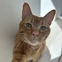 Buscando compañero de cuarto en Central Raleigh, North Raleigh, South Raleigh - Raleigh