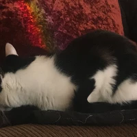 Looking for a roommate in North Pitt - Pittsburgh