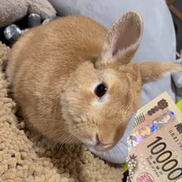 Buscando compañero de cuarto en Central Los Angeles - Los Angeles
