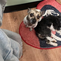 Looking for a roommate in SE Valley - Phoenix
