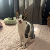 Looking for a roommate in Miami - Miami