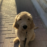 Looking for a roommate in Central Ottawa, West Ottawa - Ottawa