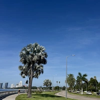 Looking for a roommate in Central Tampa, South Tampa - Tampa