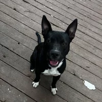 Buscando compañero de cuarto en KCMO, Outer KCMO - Kansas City