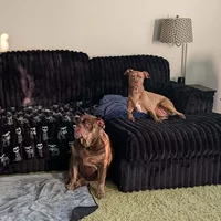 Room for rent in Harrisburg - North Charlotte, Charlotte