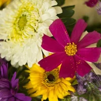 Looking for a roommate in Central/Midtown Tucson, West Tucson, NW Tucson, East Tucson, South Tucson - Tucson