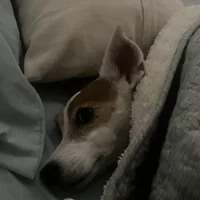 Buscando compañero de cuarto en Miami Beach, Miami Dade - Miami