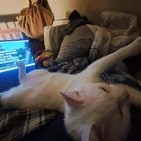 Looking for a roommate in East Van, West Van, Downtown Van, Burnaby / New West - Vancouver