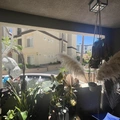 Room for rent in La Jolla #1