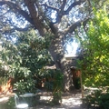 Room for rent in Walnut Creek #11