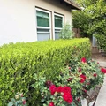 Room for rent in Van Nuys #5