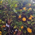 Room for rent in Rancho Bernardo #5