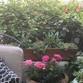 Room for rent in Mid Wilshire #13