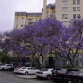 Room for rent in Mid Wilshire #1
