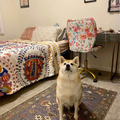 Room for rent in Echo Park #2