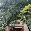 Room for rent in McLean #8