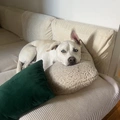 Room for rent in Williamsburg #6