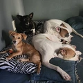 Room for rent in Glendale #11