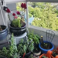 Room for rent in Killarney #4