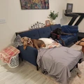 Room for rent in Northwest Raleigh #6