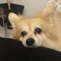 Room for rent in North Toronto #9
