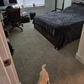 Room for rent in West Dallas #2