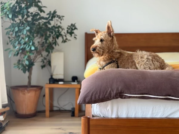 2 bedrooms apartment for rent in Red Hook - Brooklyn, New York