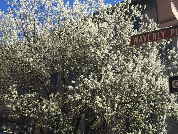 Studio Apartment for rent in West Village - Manhattan, New York