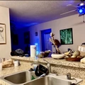 Room for rent in Fountain Valley #23