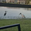 Room for rent in Punta Gorda #4