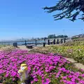 Room for rent in Alameda #2