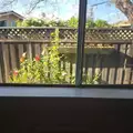 Room for rent in Campbell #6