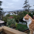 Room for rent in Oakland Lake Merrit #19