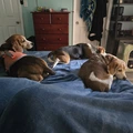 Room for rent in Linda Vista #8