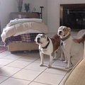 Room for rent in South Fort Worth #2