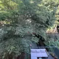 Room for rent in Fort Greene #5