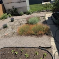Room for rent in Harvey Park #5