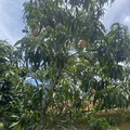 Room for rent in Palm Beach #13