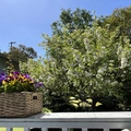 Room for rent in San Rafael #12