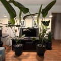 Room for rent in Santa Monica #3