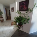 Room for rent in West Los Angeles #3