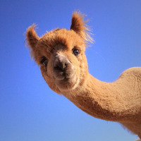 Room for rent in Sunset District - San Francisco, San Francisco